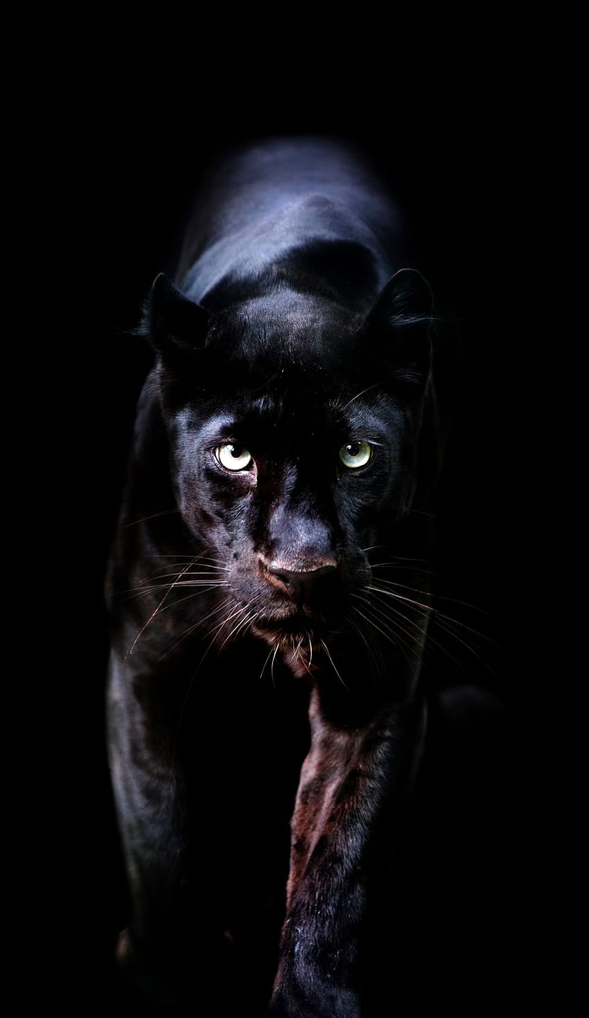 Tierplanet, schwarzer Gepard HD-Handy-Hintergrundbild
