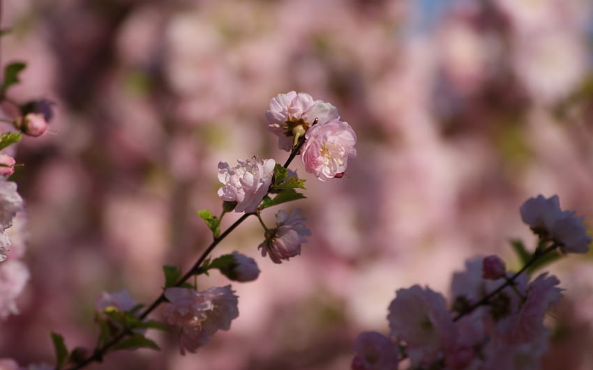 Spring Flowers, peaceful, spring, tree, pink, pretty, blossoms, apple, nature, flowers HD wallpaper