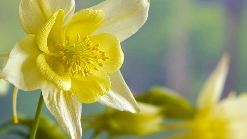 Yellow Daffodils, flowers, daffodils, close up, yellow HD wallpaper