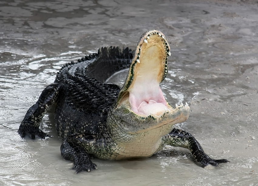 american alligator black crocodile high HD wallpaper