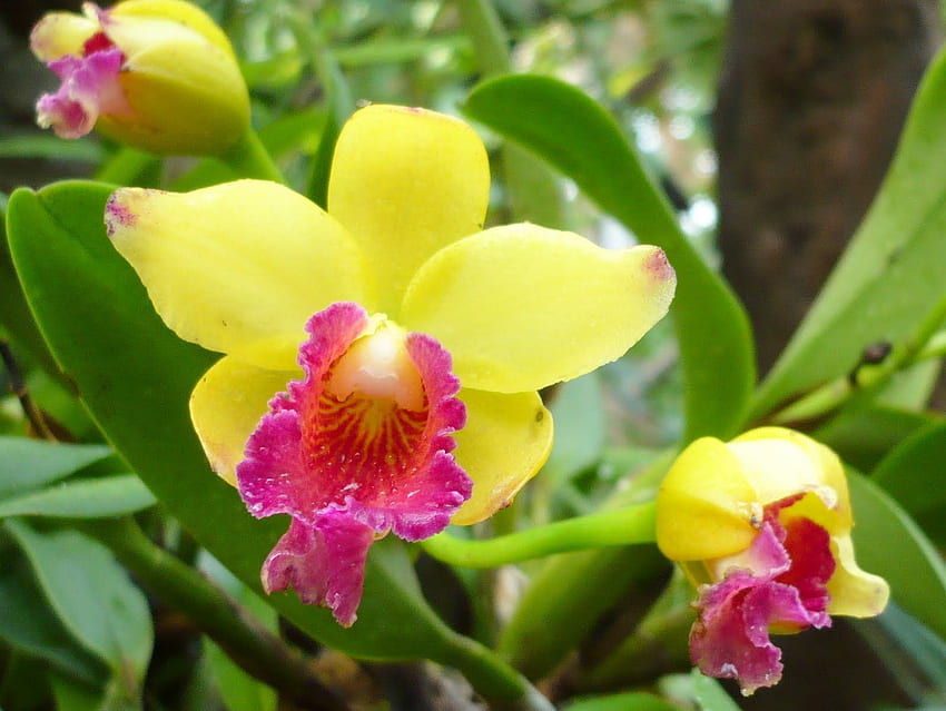 Жълто цвете на орхидея. орхидеи бели орхидеи жълти, Orchid Garden HD тапет