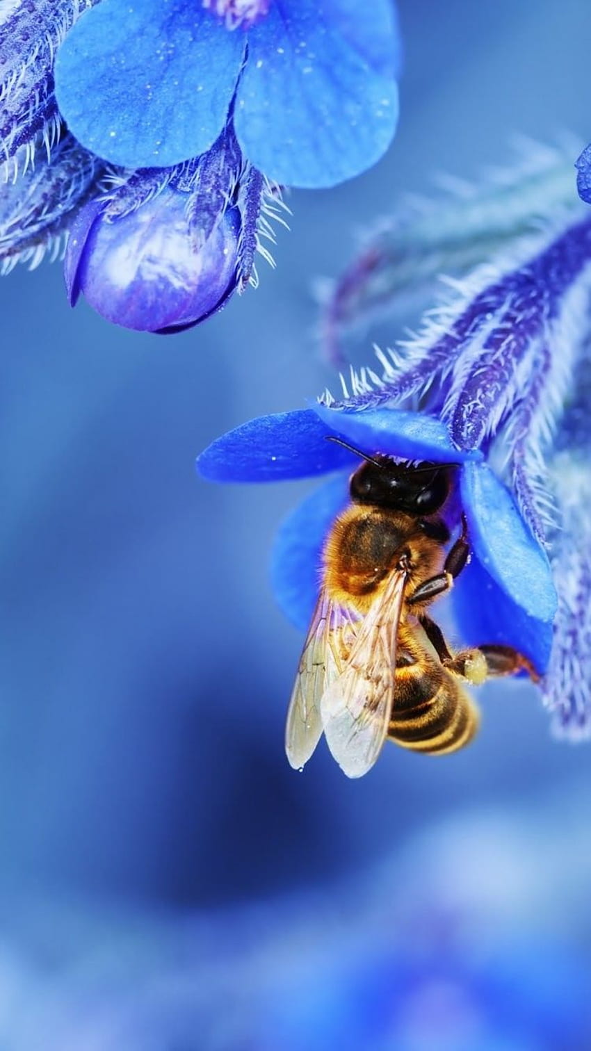 Macro Flowers Background iPhone 6 34743 - Flowers iPhone 6 . Синьо цвете, пчела върху цвете, природа, пчели и цветя HD тапет за телефон
