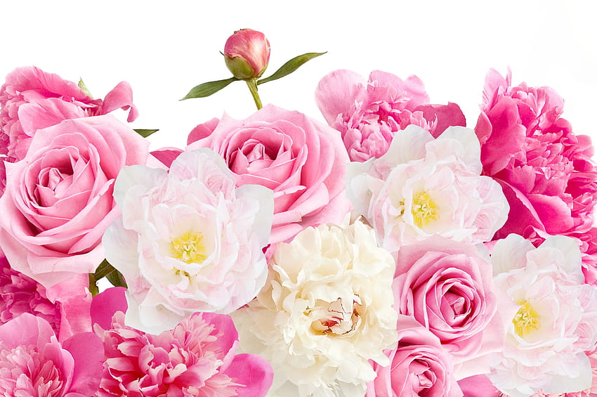 Pink Roses and Peonies Ultra, Peony HD wallpaper