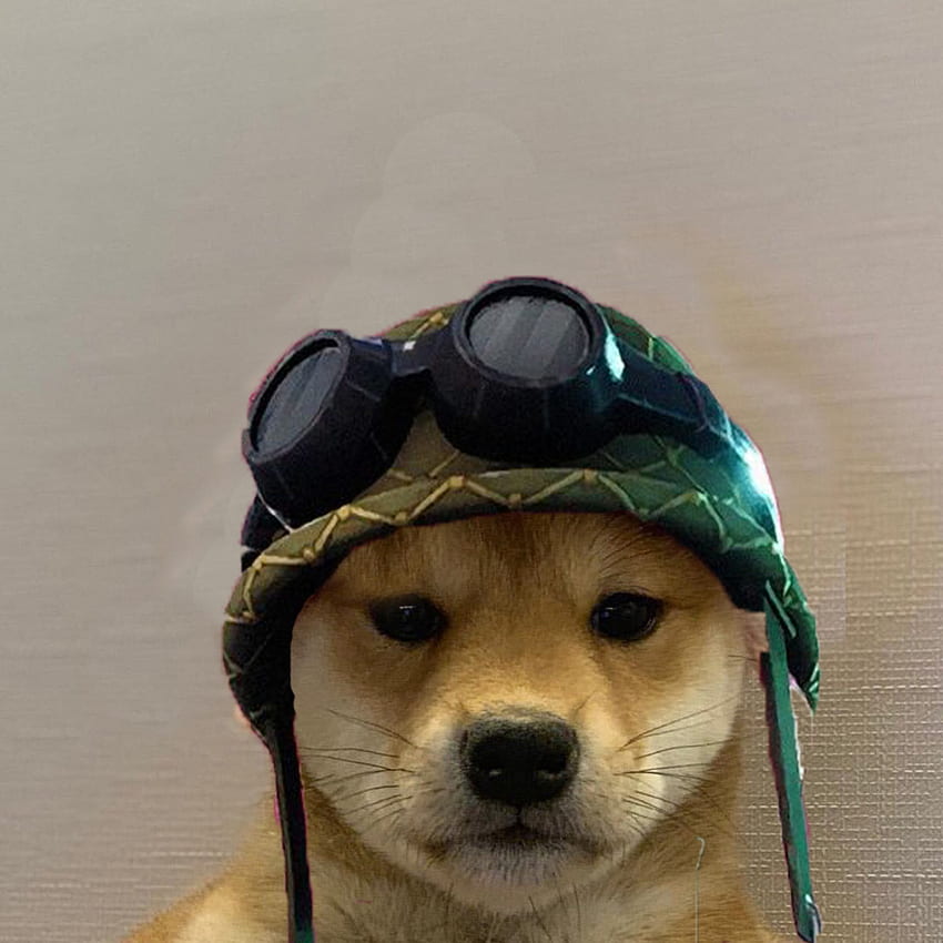 VisarTheKing. Twitter. Dog memes, Dog icon, Dog, Doggo Meme HD phone wallpaper