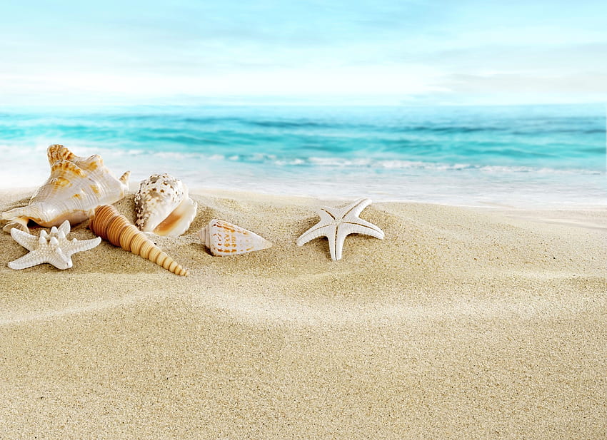 Seashells sand beach seashells beach sand sea HD wallpaper