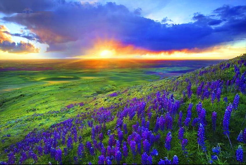 Lupine meadow, golden clouds, purple, lupine, fields, flowers, grass, sunset HD wallpaper