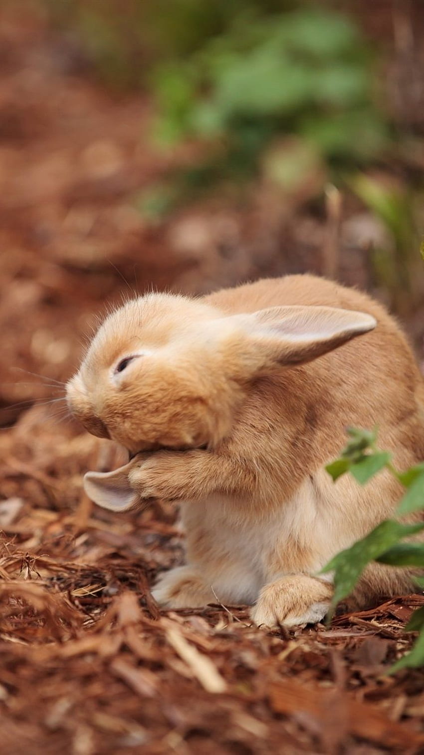 Wild Rabbit IPhone 8 7 6 6S , Background HD phone wallpaper