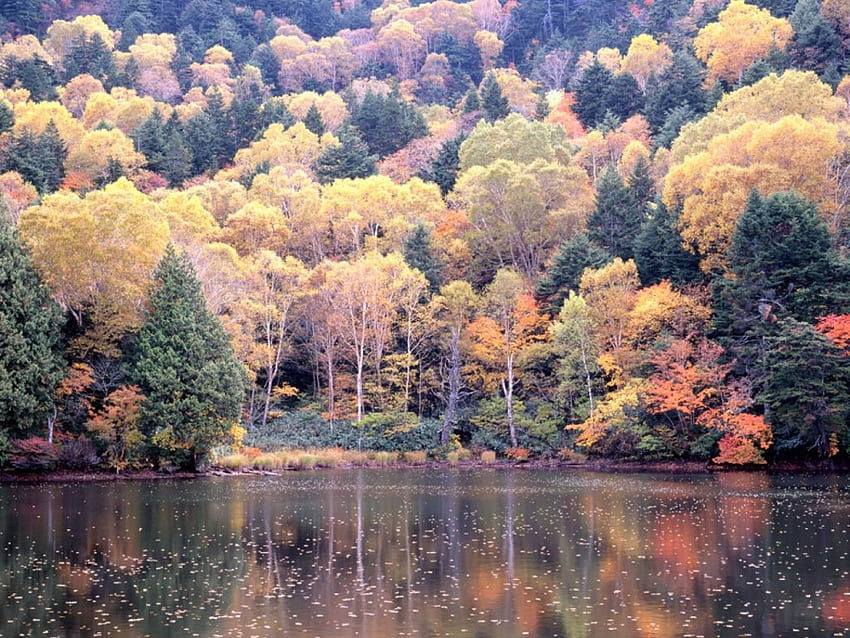 Jesienna scena, kraj, przyroda Tapeta HD