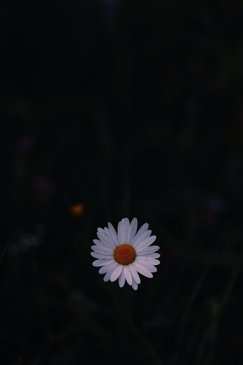 カモミール, 暗い, 暗い背景, カモミール, 野生の花, 野の花 HD電話の壁紙