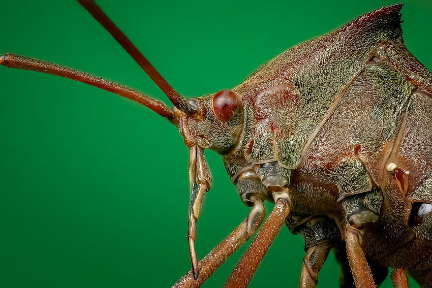 Macro, primo piano, insetto, insetto, scarabeo Sfondo HD