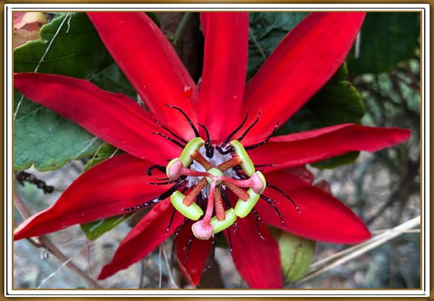 Passion Fruit Flower Flower Nature Passion Hd Wallpaper Pxfuel