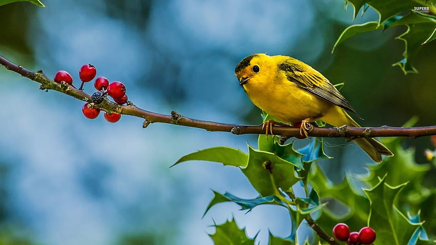 Ptak, niebieski, jemioła, kolor żółty, zielony, czerwony, pasari Tapeta HD
