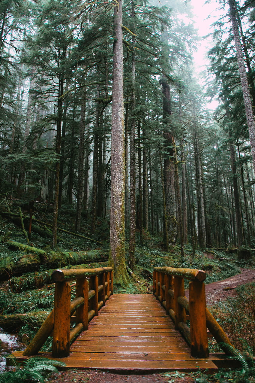 Natur, Bäume, Holz, Holz, Wald, Weg, Brücke HD-Handy-Hintergrundbild