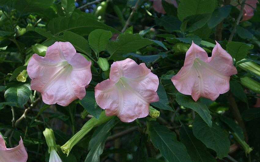 tropical, flores, lindo, widescreen, trompetes, computador, anjo, rosa, fundo papel de parede HD