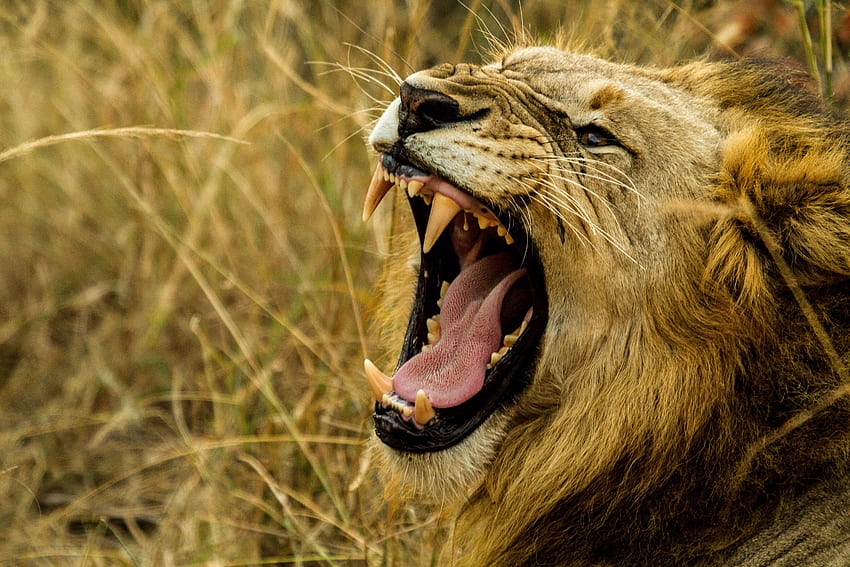 สัตว์ ยิ้ม ปากกระบอกปืน สิงโต นักล่า เขี้ยว ความชั่วร้าย วอลล์เปเปอร์ HD
