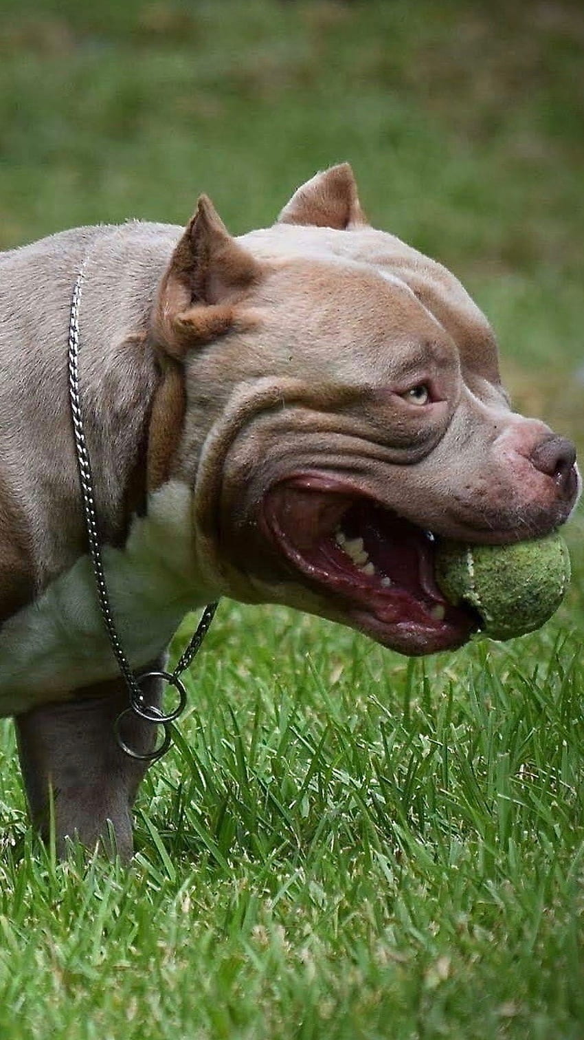 American Bully, Kennel Bully, dog breeds HD phone wallpaper