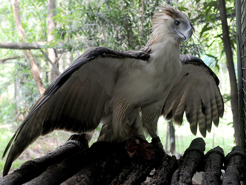 Raro águila filipina muerta a tiros semanas después de ser curada por heridas de bala y liberada de nuevo en la naturaleza fondo de pantalla