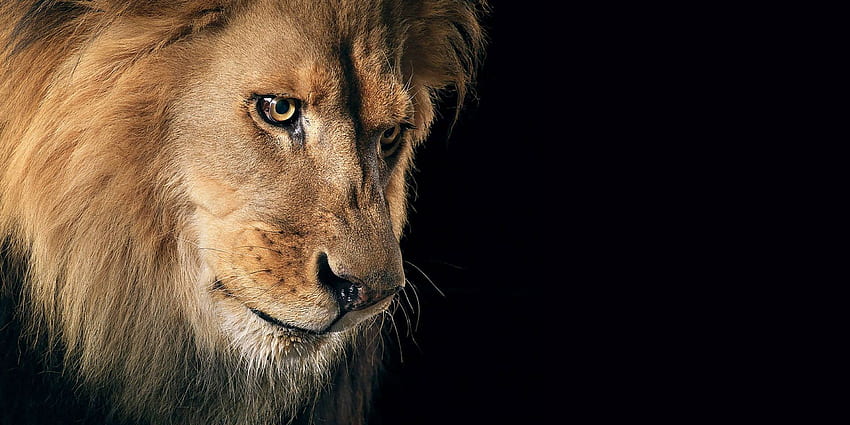 König Löwe stellt Fragen. Tiere und Vögel, Lions Motivation Ultra HD-Hintergrundbild