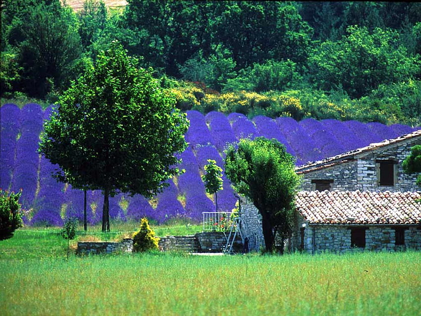лавандула във Франция, лилаво, природа, поле, лавандула HD тапет