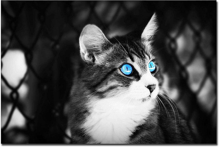 โปสเตอร์สัตว์น่ารักแมวตาสีฟ้าโปสเตอร์สีดำและสีขาวศิลปะผนังห้องนั่งเล่นที่ทันสมัยตกแต่ง 19..6 นิ้วไร้กรอบ: โปสเตอร์และพิมพ์ วอลล์เปเปอร์ HD