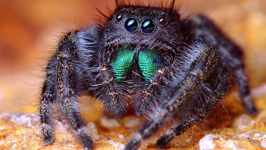 Jumping Spider, Bimodal breathing, Four pairs of eyes, Tropical forests harbour most species, Salticidae HD wallpaper