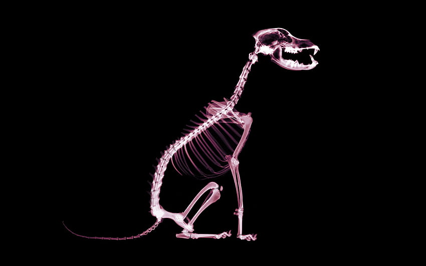 모바일 및 태블릿용 스켈레톤 개 및 []. 재미있는 해골을 탐험하십시오. 3D 해골, 해골, 해골, 동물 해골 HD 월페이퍼