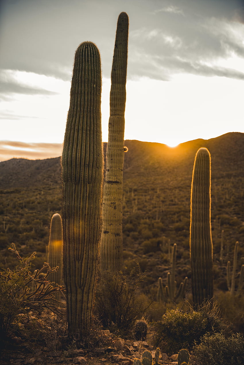 Nature, Sunset, Desert, Cactus HD phone wallpaper | Pxfuel