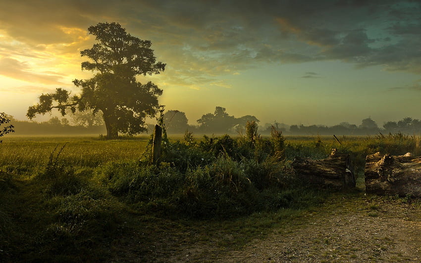 田舎の素晴らしい朝、朝、雲、野原、丸太、道、木 高画質の壁紙