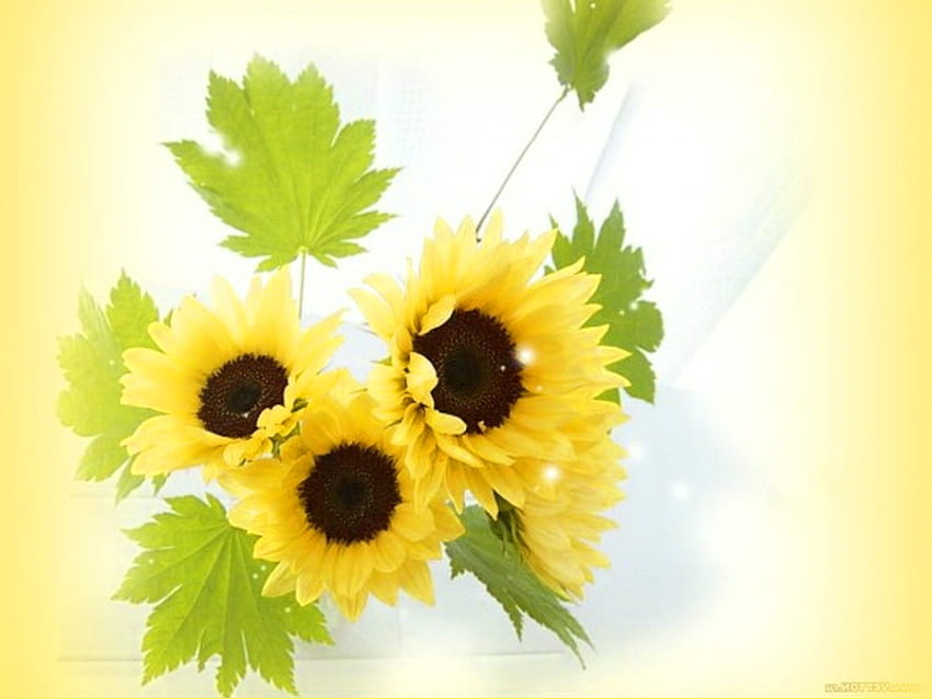 나는 당신에게 화창한 날, 햇살, 녹색 잎, 해바라기, 노랑, 기분 좋은 날을 기원합니다 HD 월페이퍼