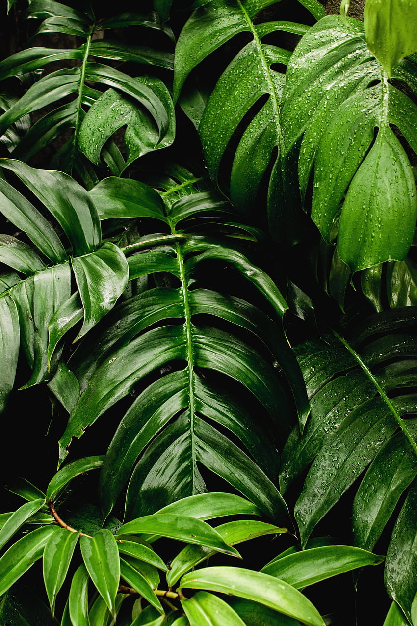 신선한, 식물, 녹색 잎, 큰 HD 전화 배경 화면