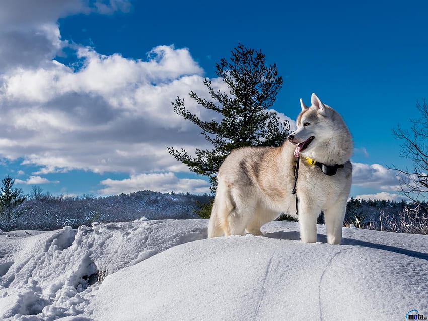 Siberian Husky, winter, animal, dog, husky, snow, clouds, trees HD wallpaper