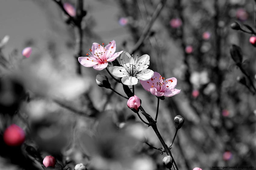 Bunga Sakura Alam Hitam Dan Putih, Bunga Sakura Gelap Wallpaper HD