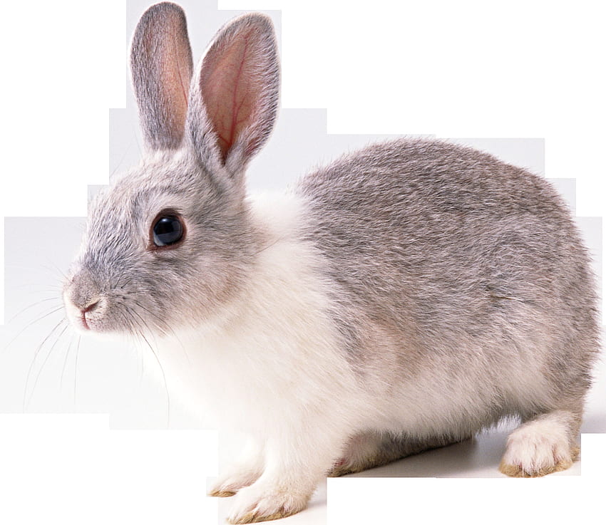 French Lop Cottontail rabbit European rabbit - Rabbit PNG png - 2046*1773 - Transparent Angora Rabbit png . - Clip Art Library, Wild Rabbit HD wallpaper