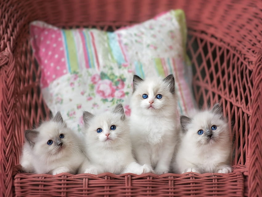 Four to love, cute, white, pillow, kittens HD wallpaper