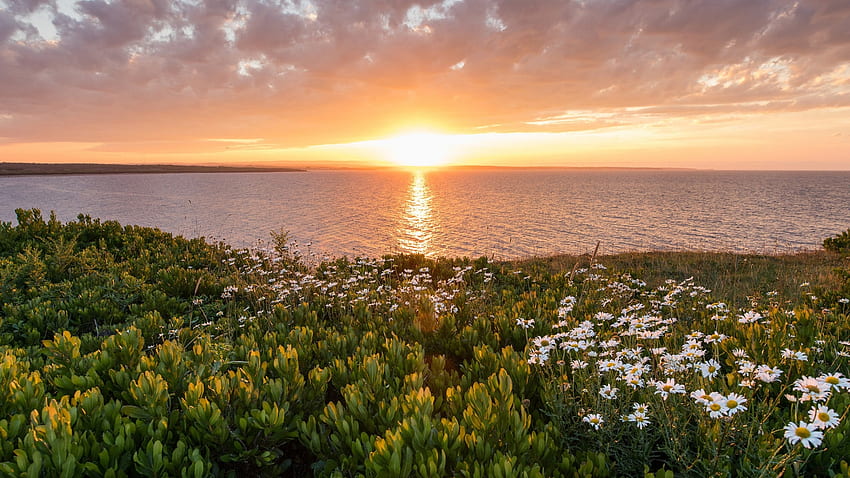 Chamomile at the Gulf of St. Lawrence, Nova Scotia, sunset, wildflowers, coast, landscape, colors, sky, canada, sun HD wallpaper