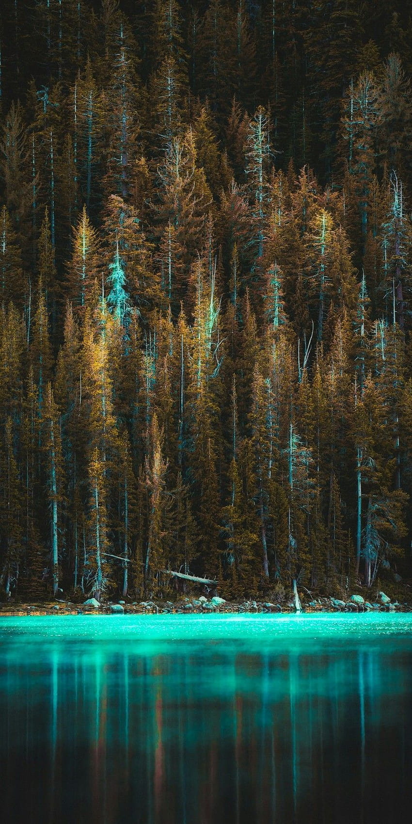 Forest HD phone wallpaper