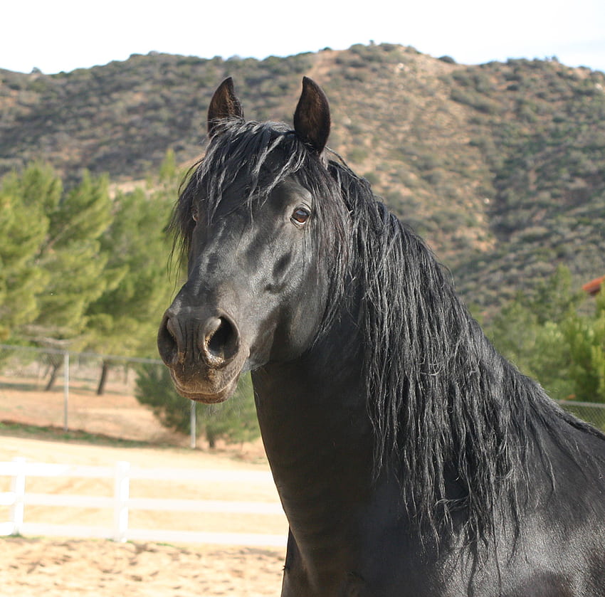 strenght...spanish stallion, horse HD wallpaper