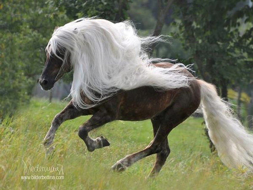 Wspaniała grzywa na pięknym koniu, grzywa, styl, koń, biały, blond, piękny, włosy Tapeta HD