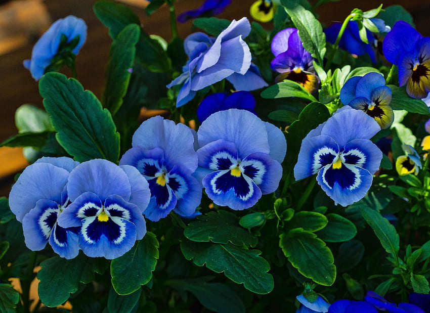Blue pansies bloom on a glade and -, Pansy HD wallpaper