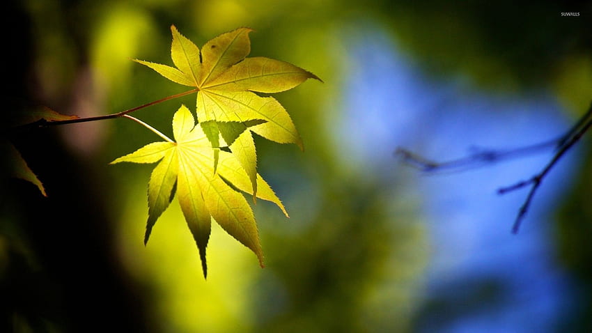 Green maple leaves - graphy HD wallpaper | Pxfuel