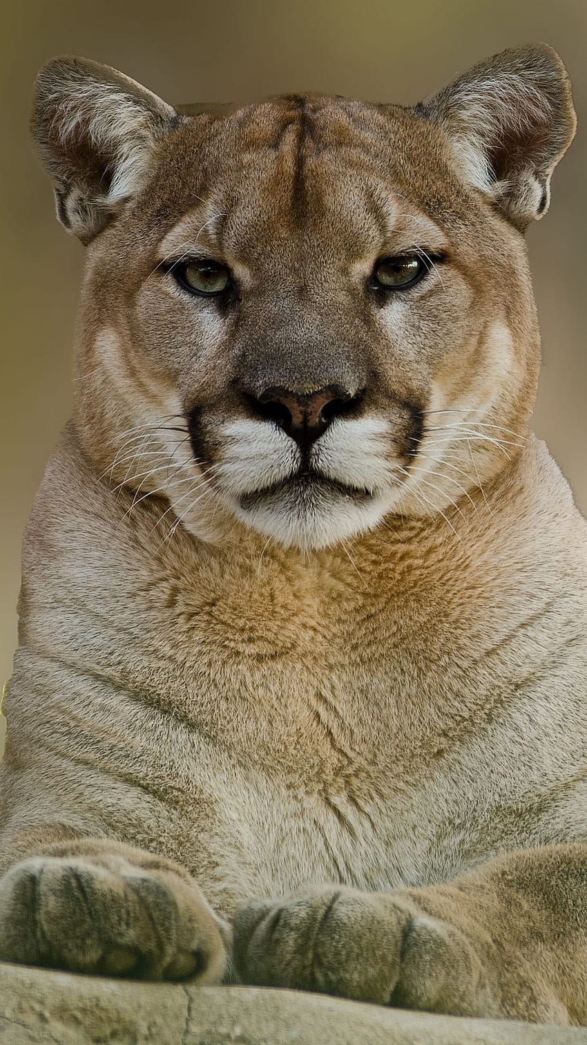 Puma, Cougar, Mountain, Lion Iphone 8 7, Mountain Lions HD phone wallpaper