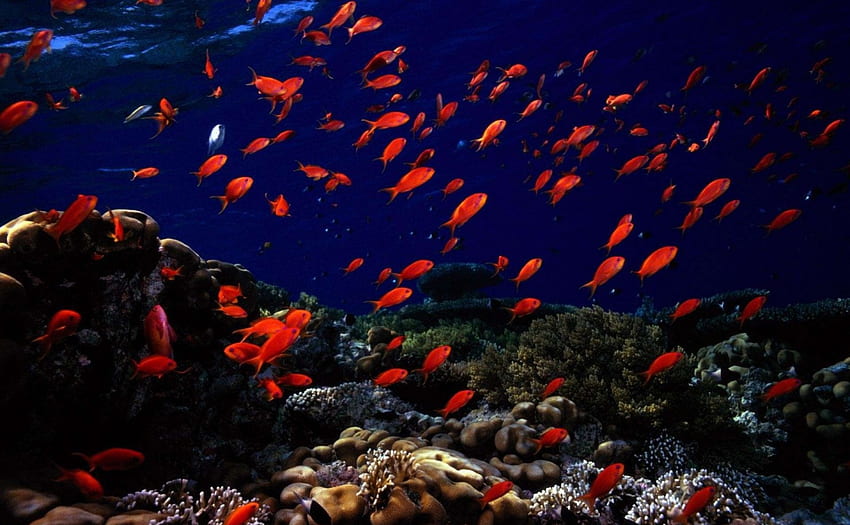 魚、サンゴ礁、水中、魚、動物 高画質の壁紙