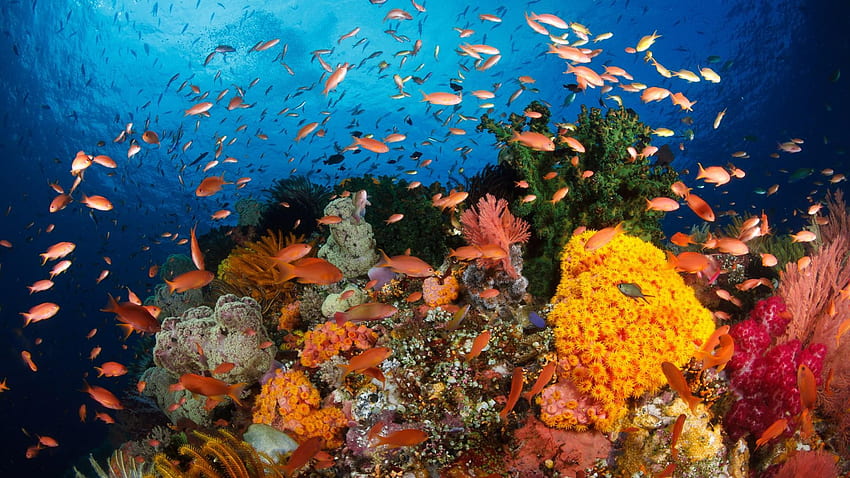 Coral Reef - Grande Barreira de Coral Pequena papel de parede HD
