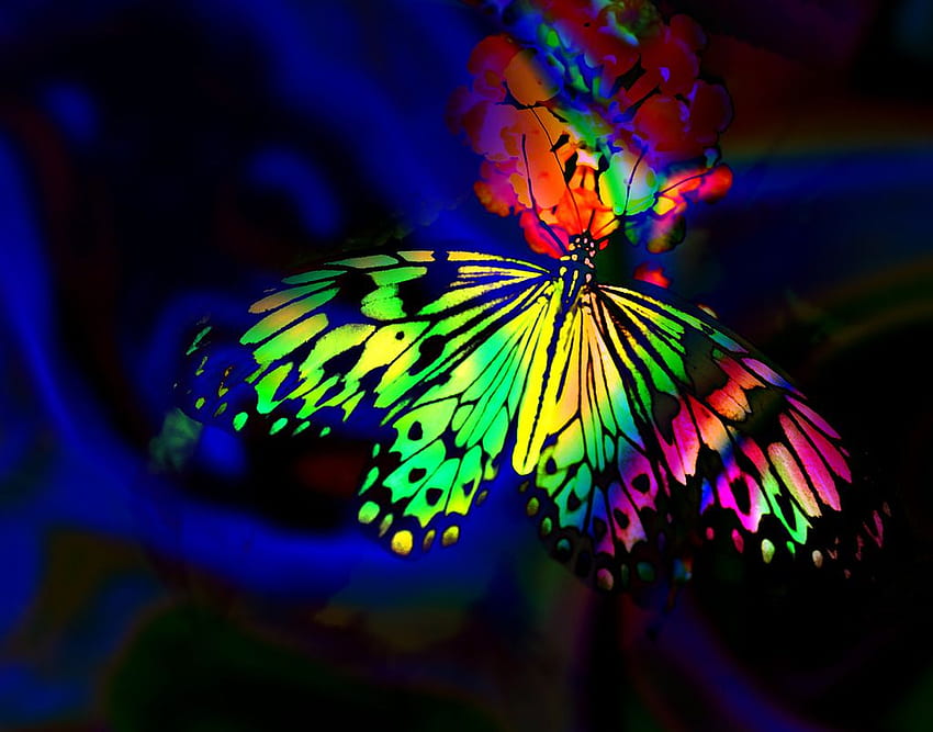 Lloyd K. Barnes graphy psychedelic, Psychedelic Butterfly HD wallpaper