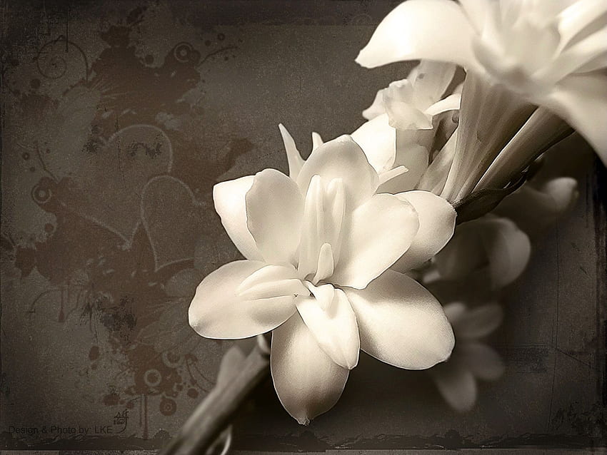 Info : white flower HD wallpaper | Pxfuel