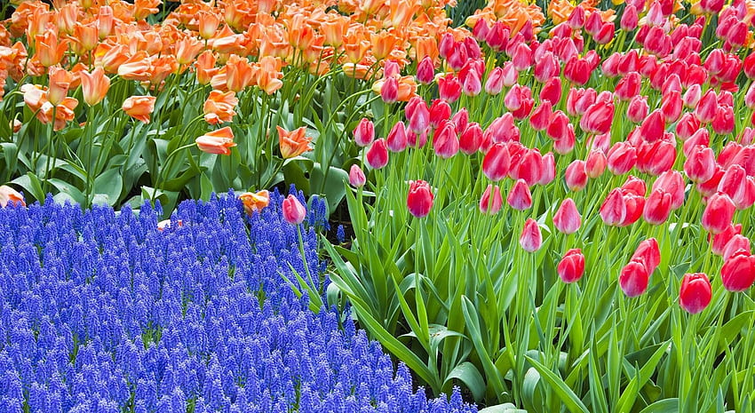 Flowers, Tulips, Greens, Flower Bed, Flowerbed, Spring, Hyacinths HD wallpaper