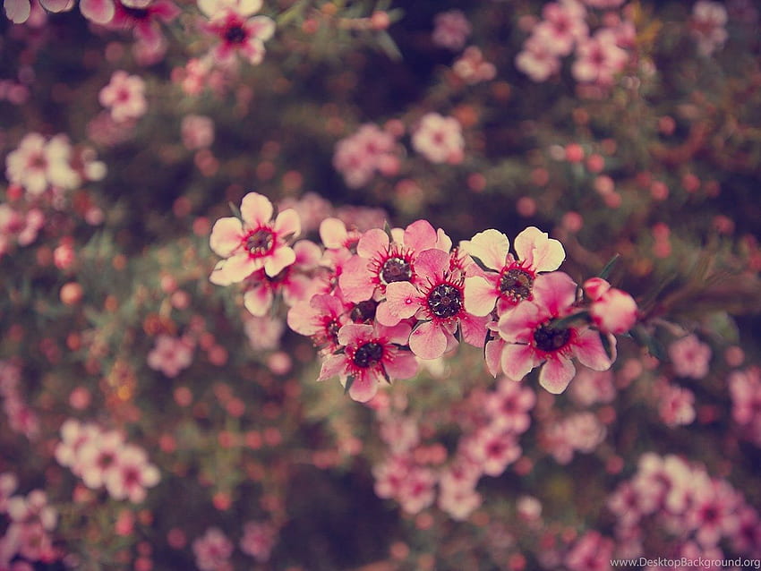 Tumblr graphy Vintage Flowers – HD wallpaper
