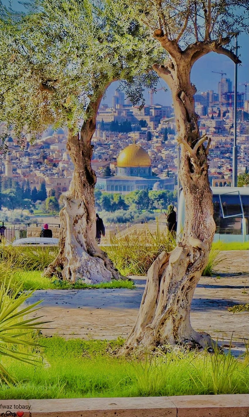 성원 e Aqsa, 미적, 놀라운, 녹지, 모스크, 이슬람, 자연경관, 자연, masjid_e_aqsa, madina, 소녀 HD 전화 배경 화면