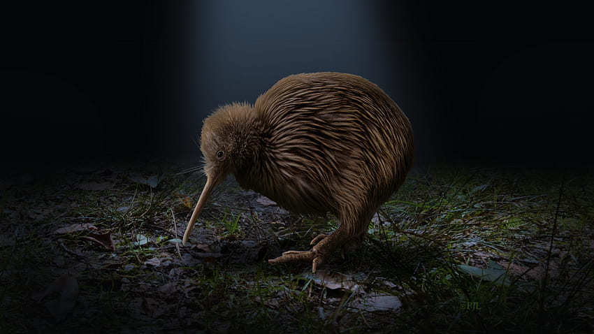 Der Kiwi, Vogel, Neuseeland, Kiwi, Nacht HD-Hintergrundbild