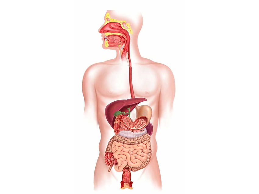 Sistema digestivo BG. Ciência, Sistema Digestivo Humano papel de parede HD